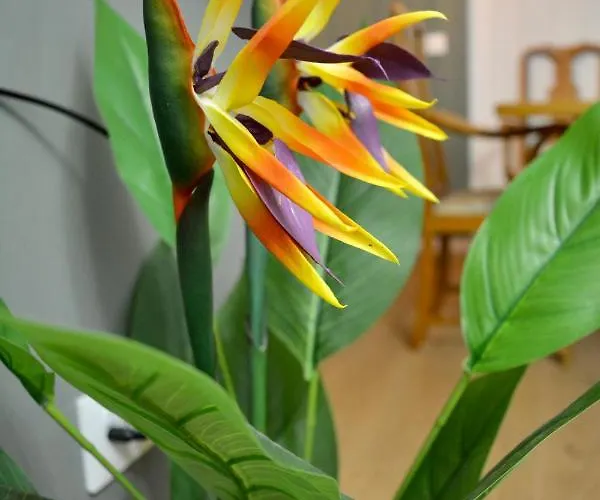 شقة Alfalfa Sweet